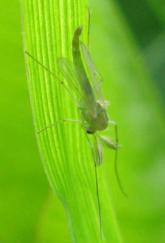 Chironomidae